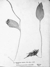 Ophioglossum vulgatum image